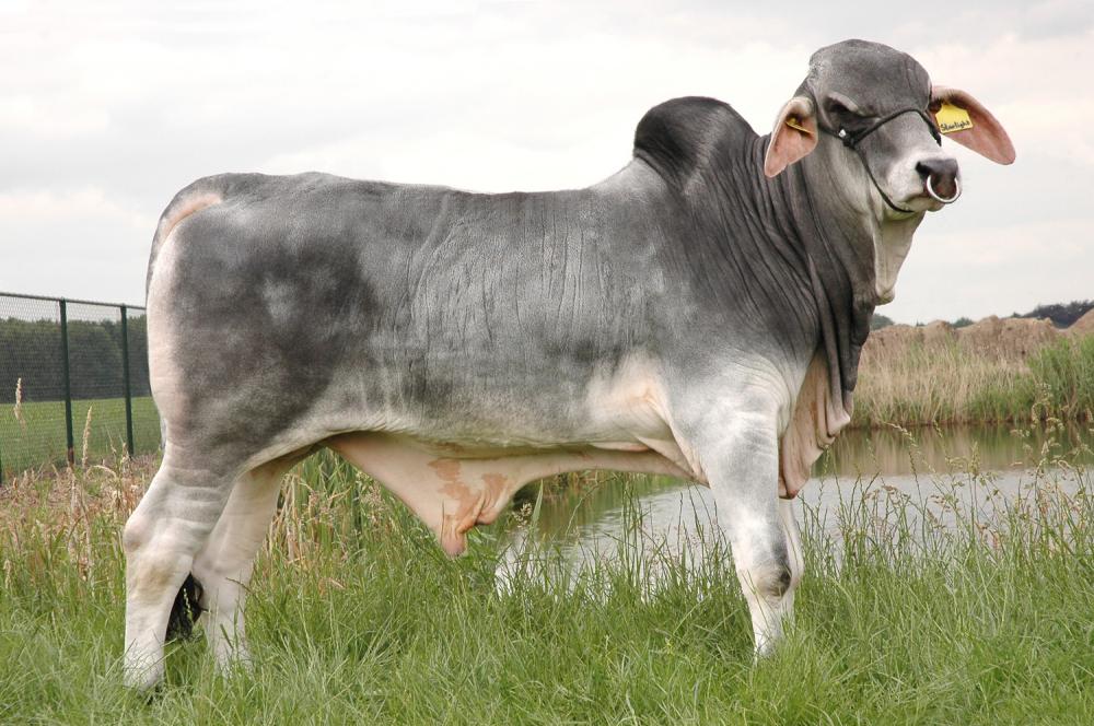 Mr. Valley Starlight