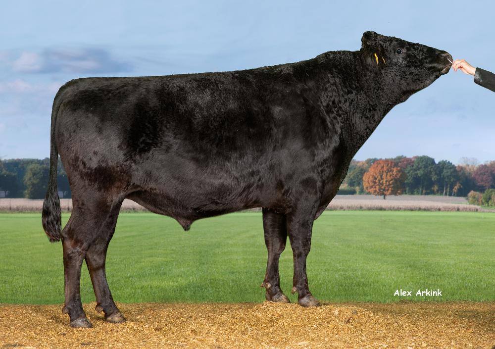 Wagyu 