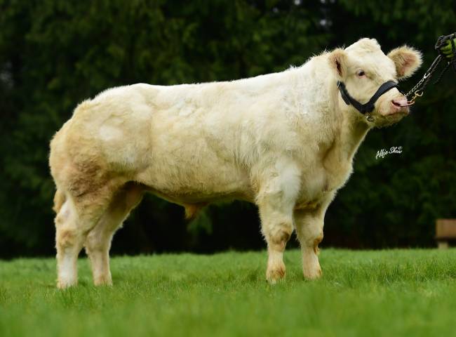 Affute De Thiboumont als Jungbulle