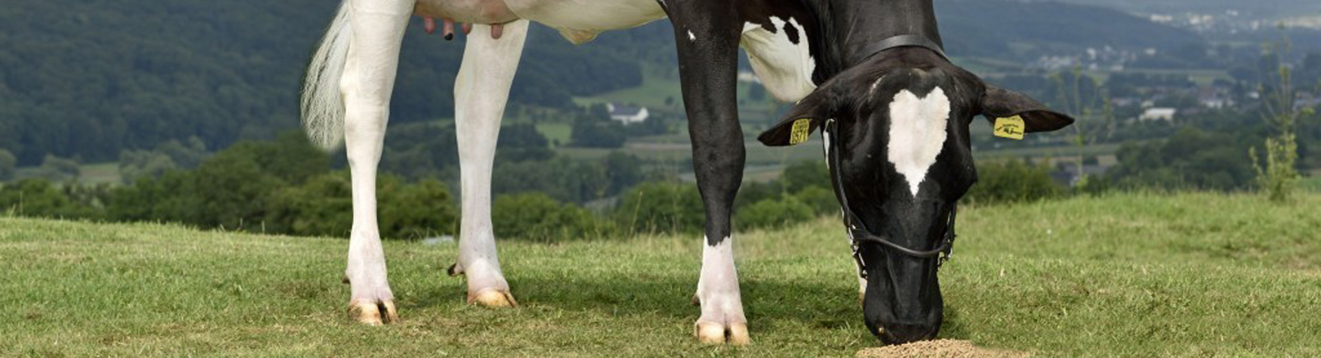 Holstein & Red Holstein