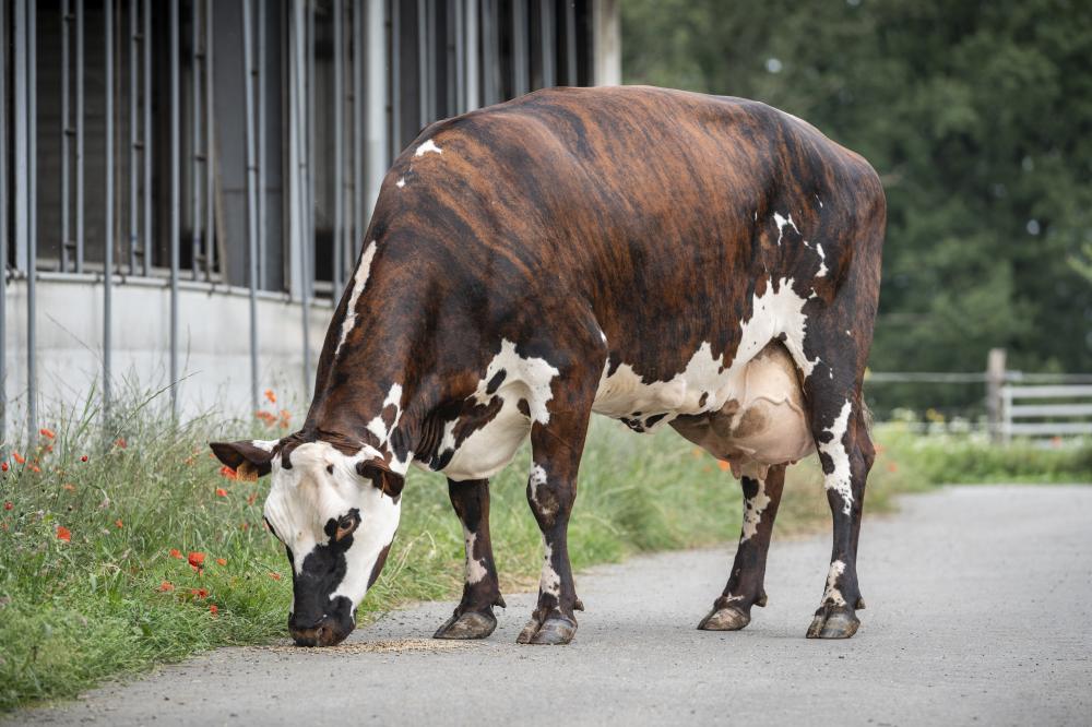 Mutter: Oilette VG-88
