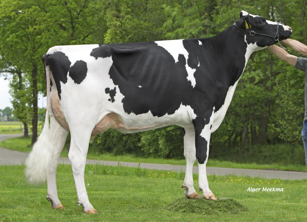 Mutter: DG Vekis Paige VG 87/ VG 89 MS