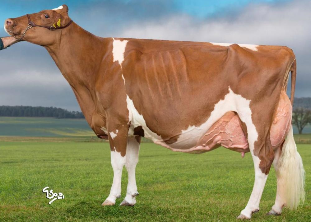 Mutter: Suard Red Jordan Irene EX-97