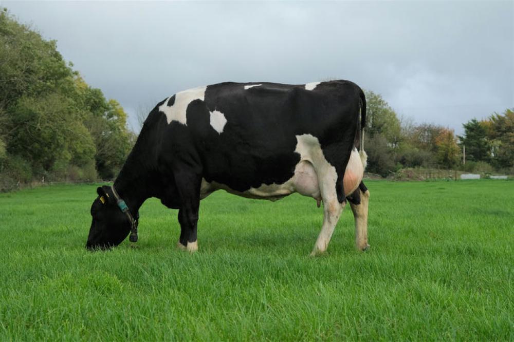 Vatersmutter: Barrowvale Dobee 48 EX-92