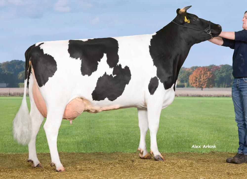 Mutter: Kornuta VG-88
