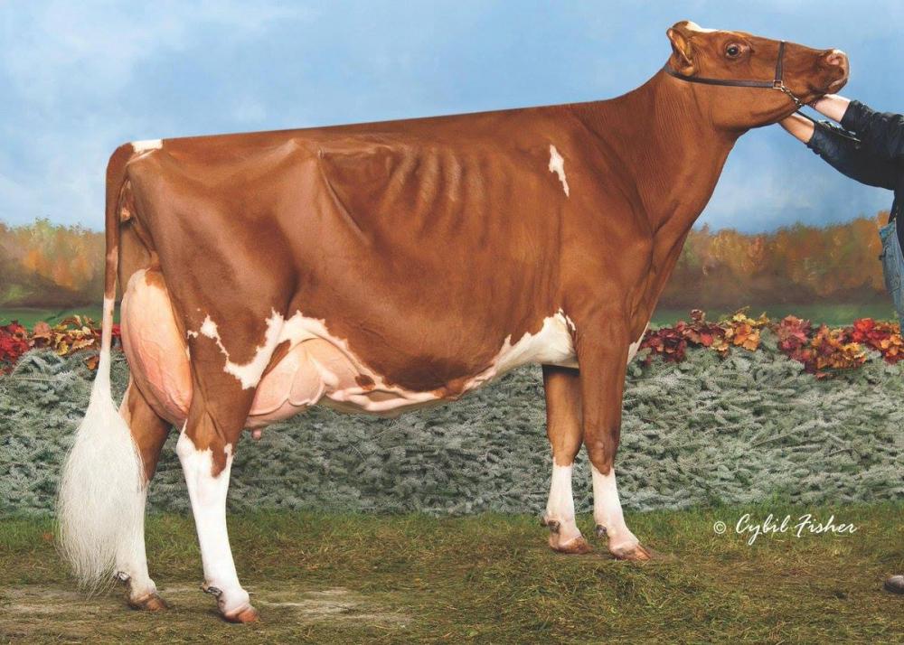 V-GM: MS Delicious Apple Red EX-94