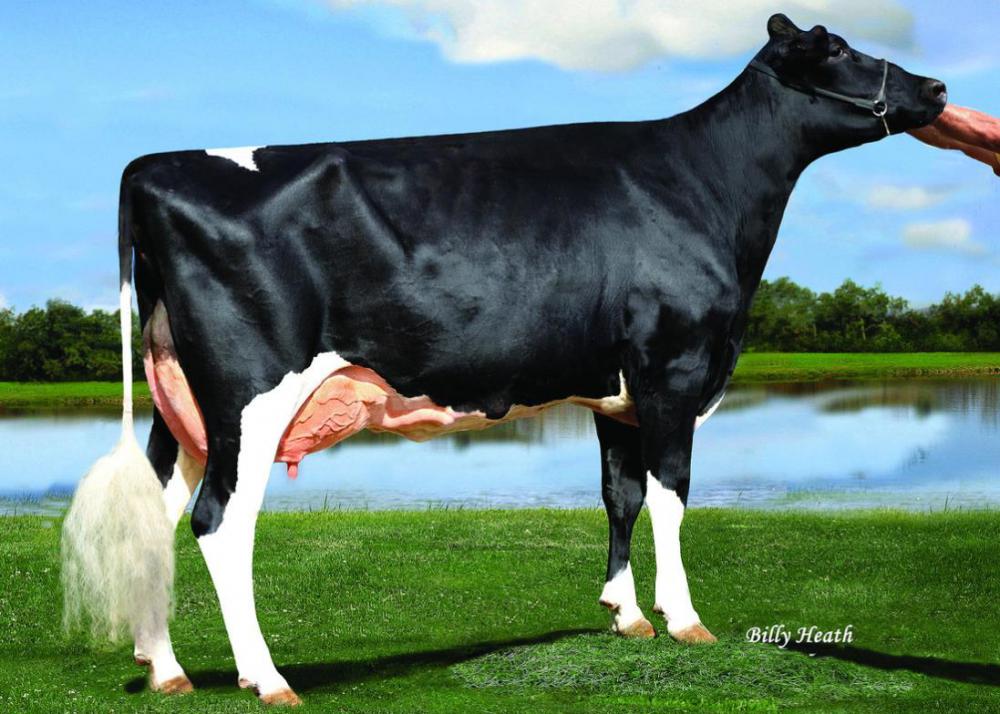 4GM MS Apples Ainsley EX-90