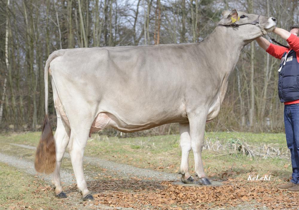 SCHILTER SWISS Carlos CINDARELLA EX 92