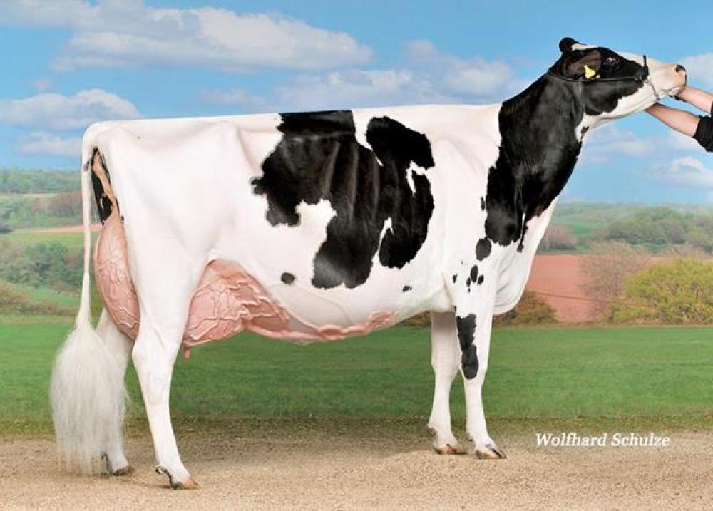 GM: Decrausaz Iron O'Kalibra EX-97