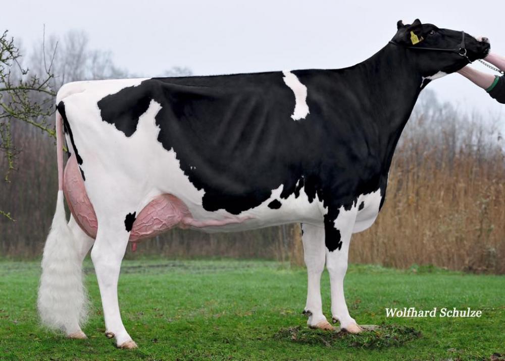 Mutter: Sid O'Kamila RF EX-90