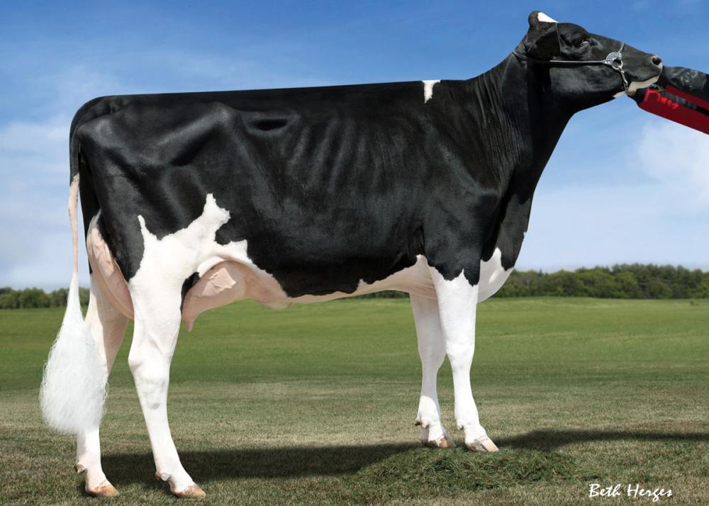 6M: Kellercrest Manoman Lacy VG-85