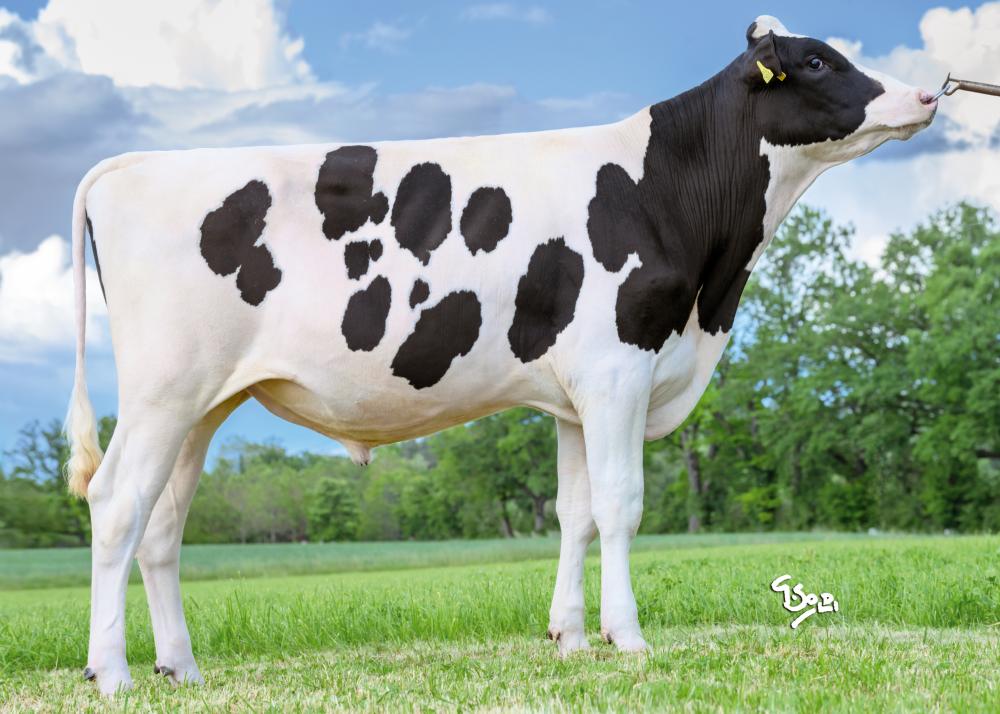 TGD-Holstein Gordon Heron