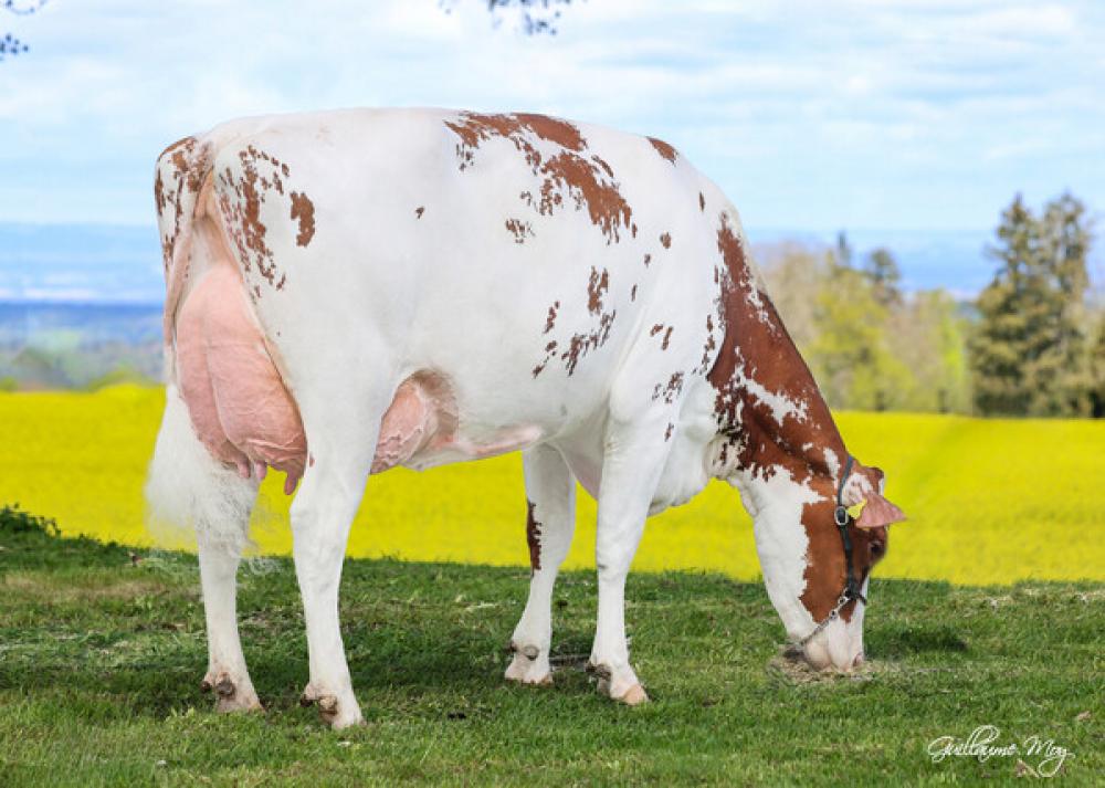 Mutter: Meier's Rubels Delia P Red VG-88