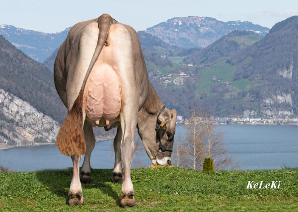 MM: Taddei Top TI Victor-P Doren-P EX-94 EX-97 Euter