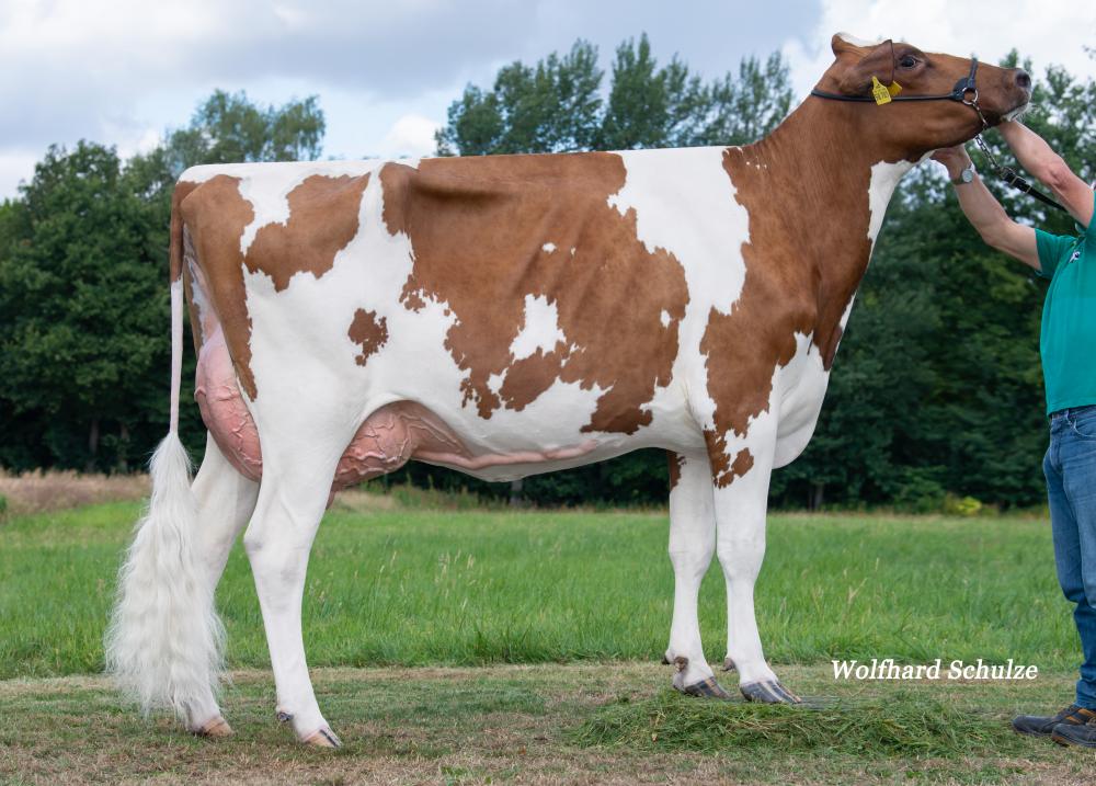 Mutter: Fiola PP Red VG-86