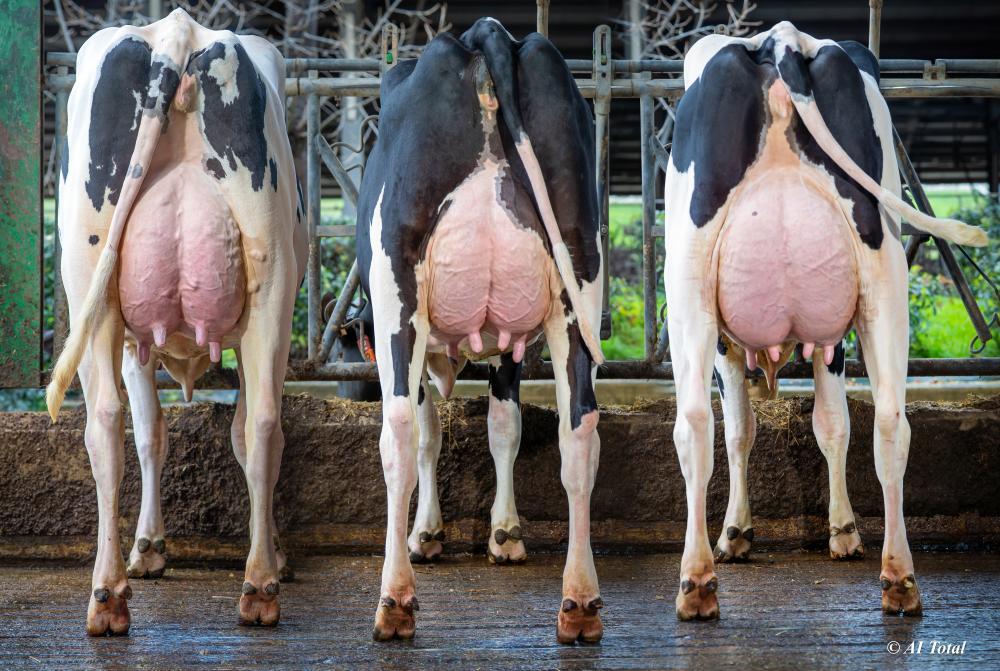 Quality T�chtergruppe Gan. Etxeberri, Spanien