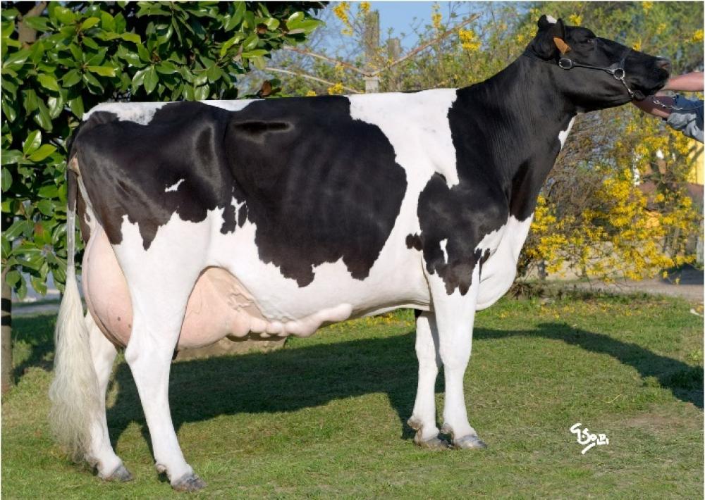 Stammkuh: Bel Iron Irene EX-90