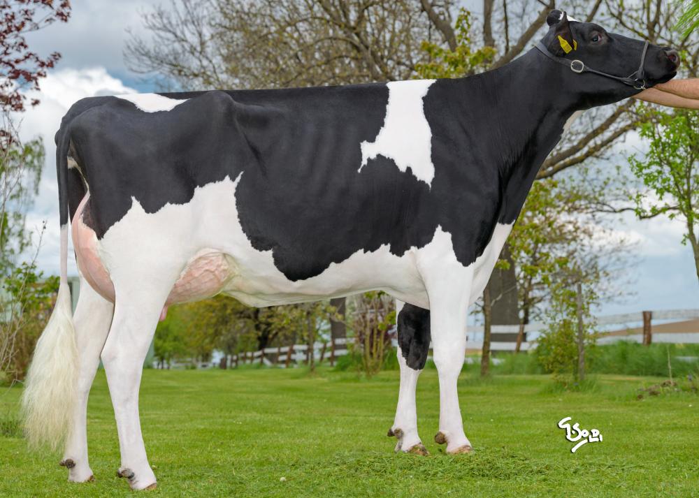 No-Pe Twitch Egona VG-85