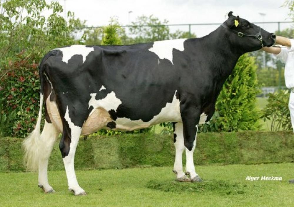 Stammkuh: Willem's Hoeve Rita 233A EX-92