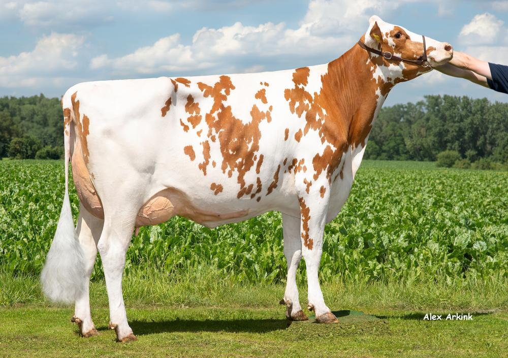 Mutter: SHV MissGrando VG-86