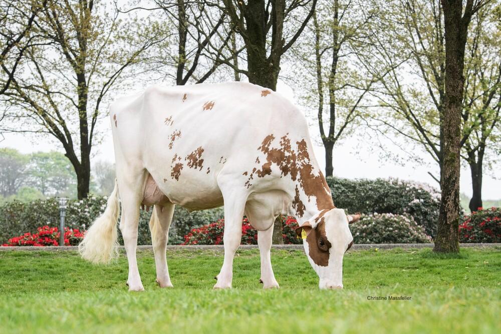 V-GM: Tirsvad Amber PP Red VG-86
