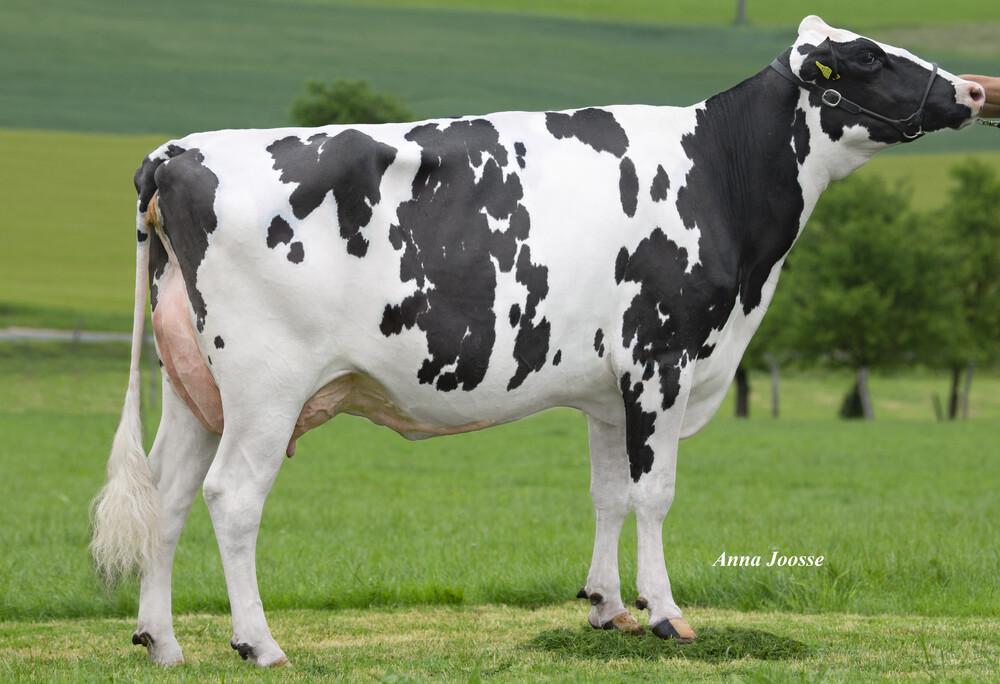 V-GGM SfH Simba P VG-88