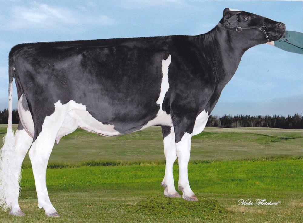 Stammkuh: Arron Doon Oswald Twist Lu P VG-85