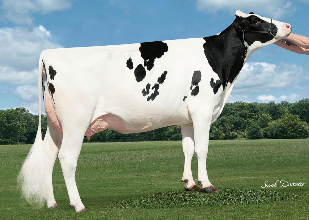 3GM: Blumfenfeld 5055 VG-87
