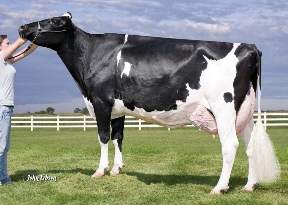 8 M: Early-Autumn Golden Rae EX-93 