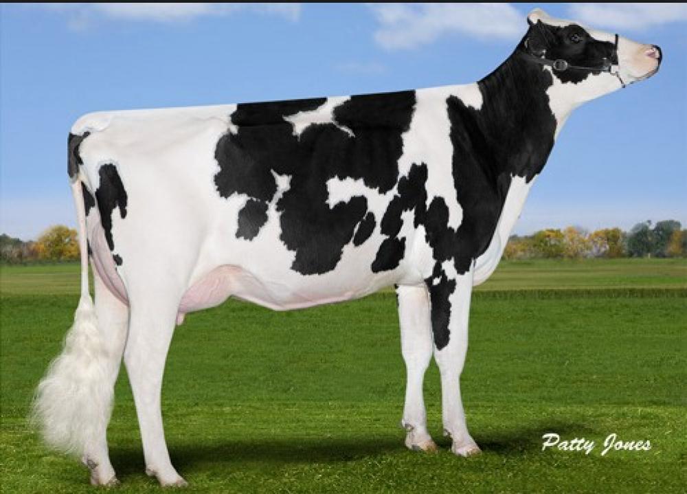 4GM Gen-I-Beq Snowman Spring VG-85