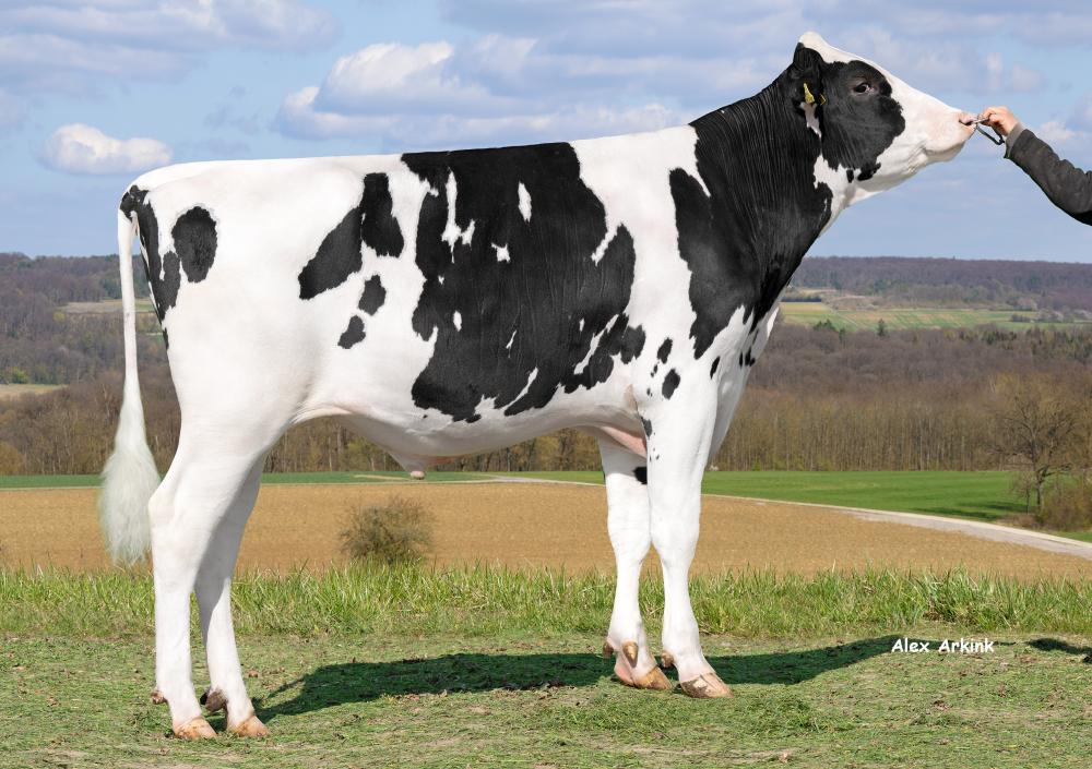 SHV Paradox P