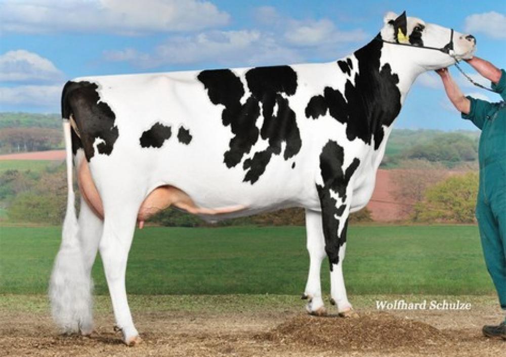 5M: Teemar Observer Airline VG-85