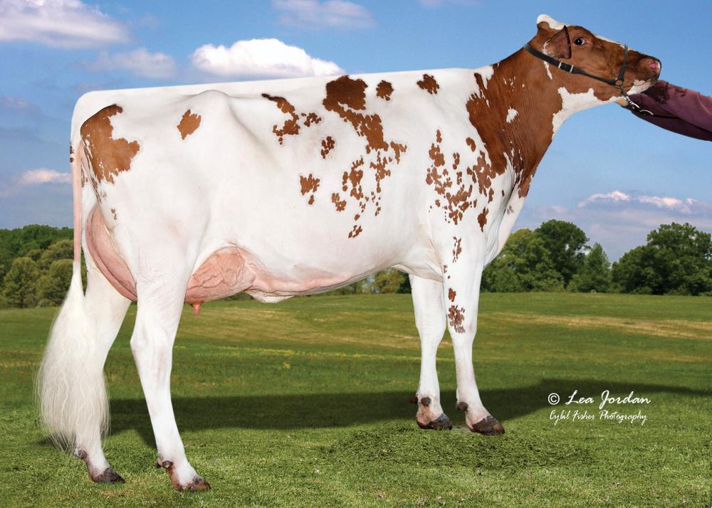 UGM: Early-Autumn Golden-Rae EX-93