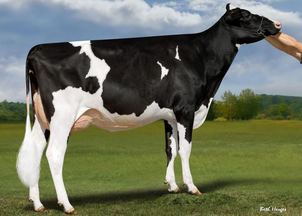 Mutter: Duckett Parfect Hallie VG-87