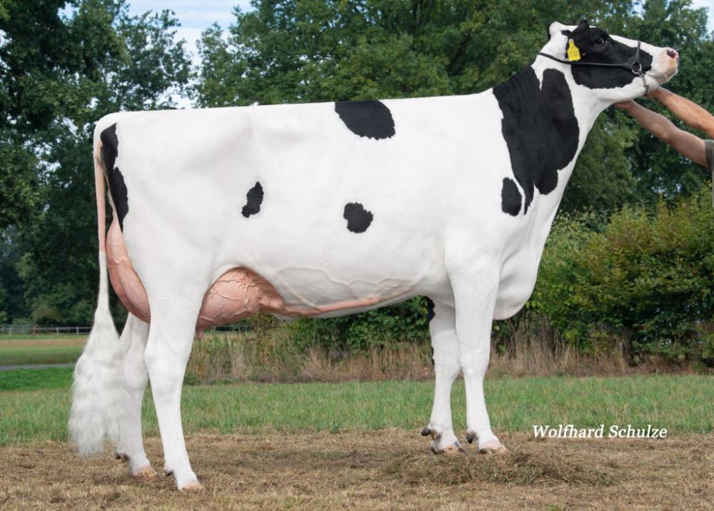 GM: JS Bellini VG-89