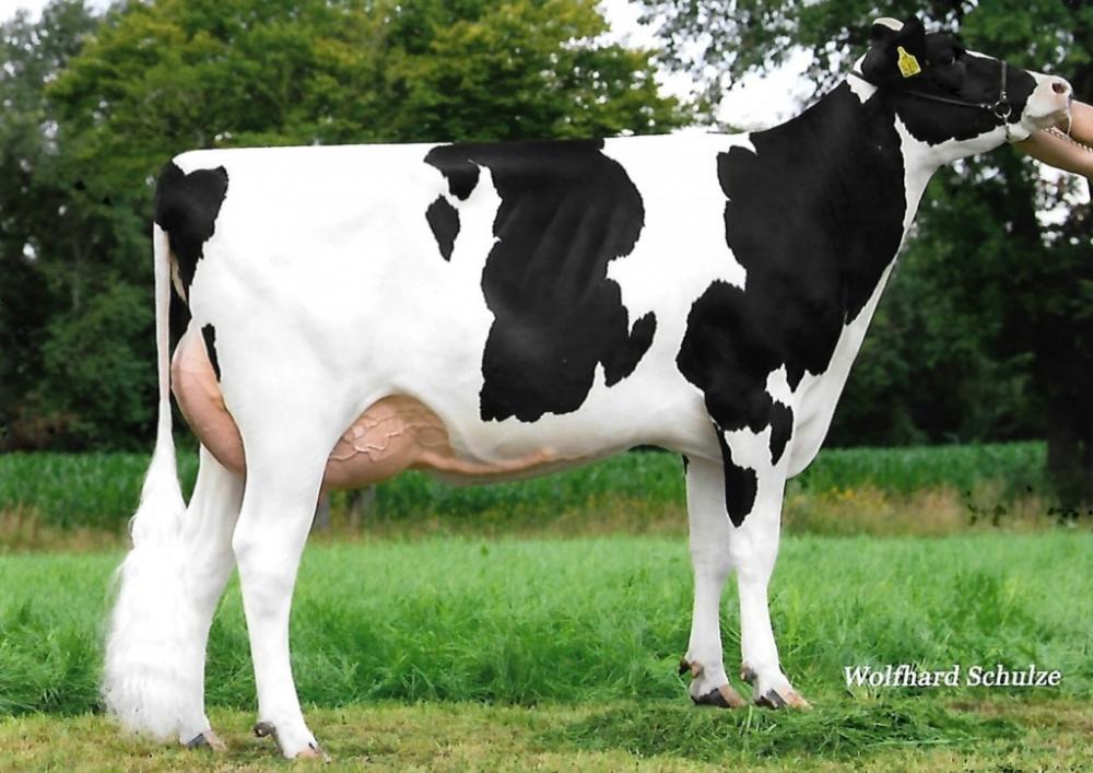 Mutter: JS Bella VG-86