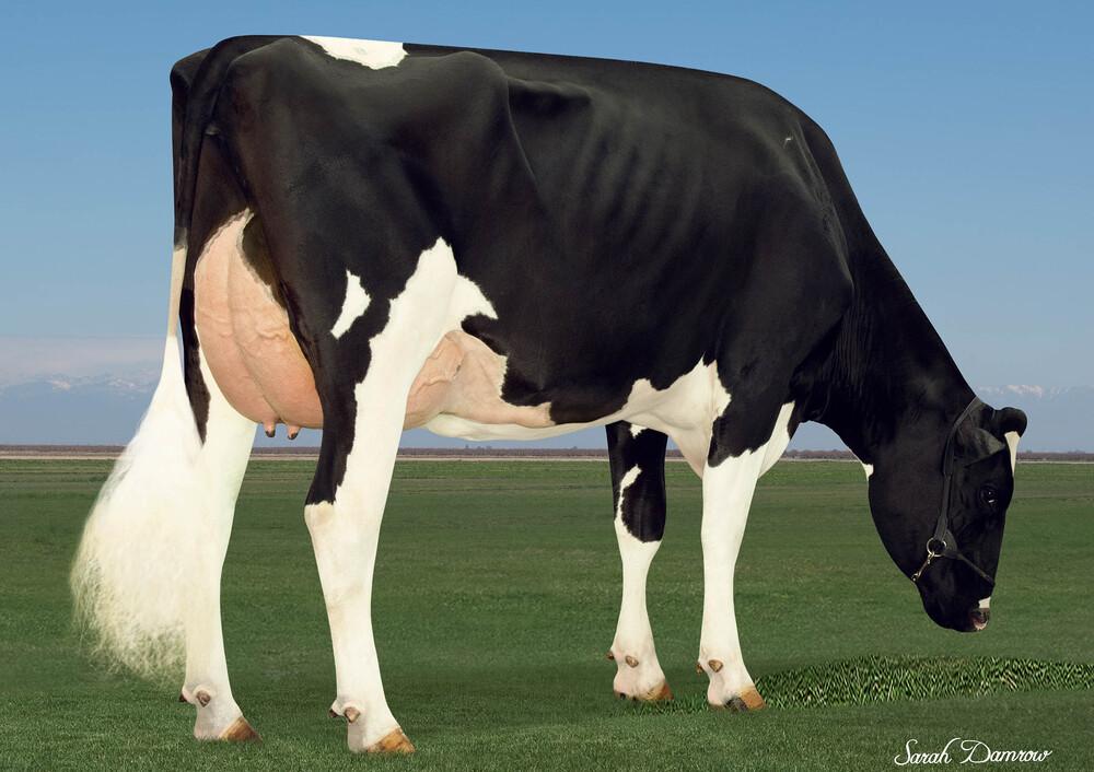 Mutter: Terra-Linda Parfect 11376 VG-86