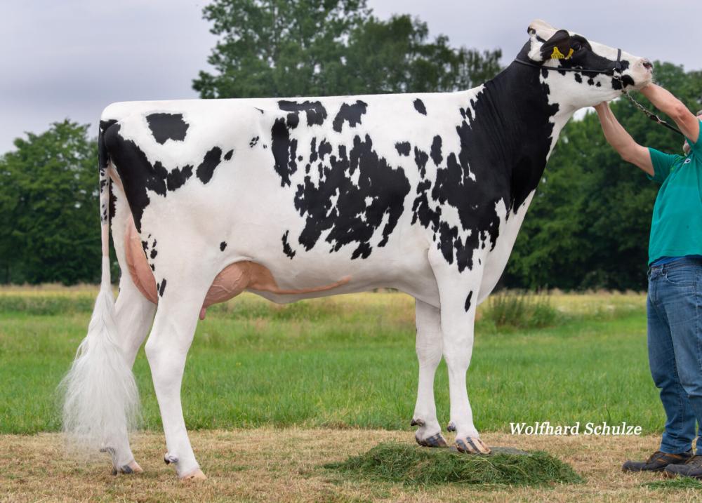 GM: HGH Palmer Michigan VG-85