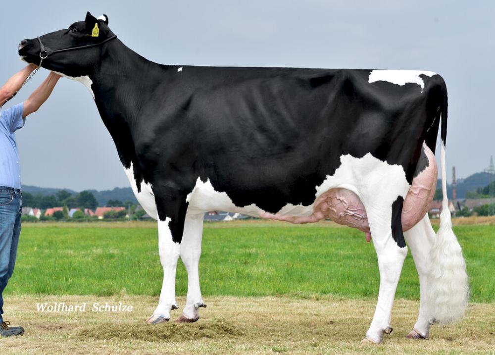 5GM: Snowflake Mabelle EX-90