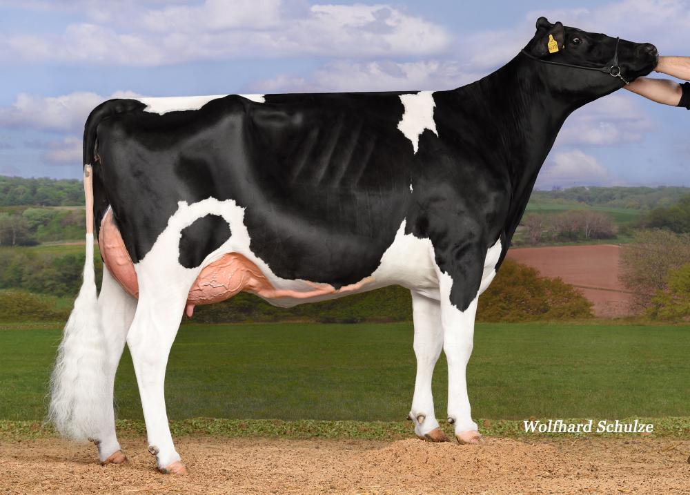GM: Sensation PP VG-85