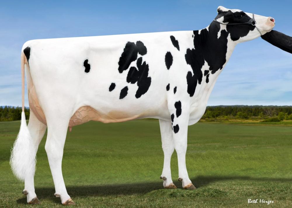 4GM AL-Lew Mogul Astute 1207 EX-91