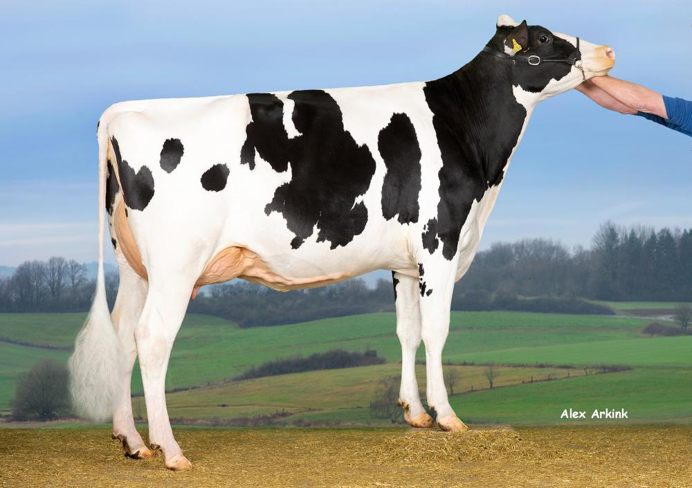 GM: SfH Rosaria VG-89