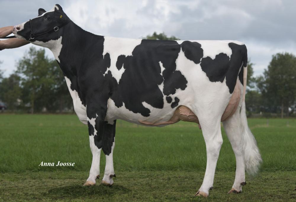 Stammkuh De Oosterhof DG Rose RC VG-89