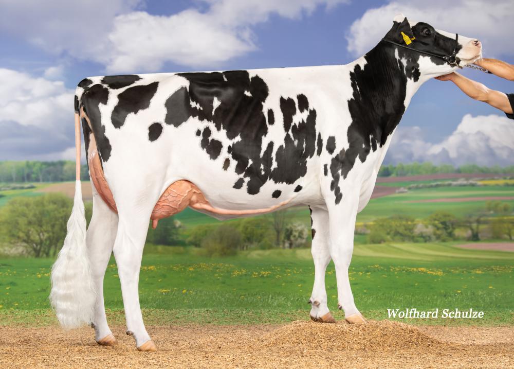 Loh-An Missisippi Lemon VG-85